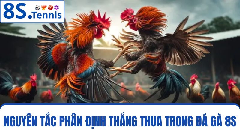 kết quả thắng thua của một trậnđá gà 8S